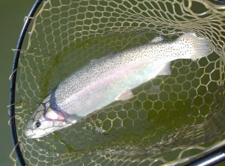 大安トラウトレイク 釣果